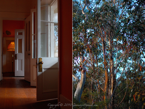 Sinemage Diptych Room and Bush View