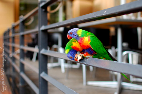 Sinemage Pair of Parrots Sydney