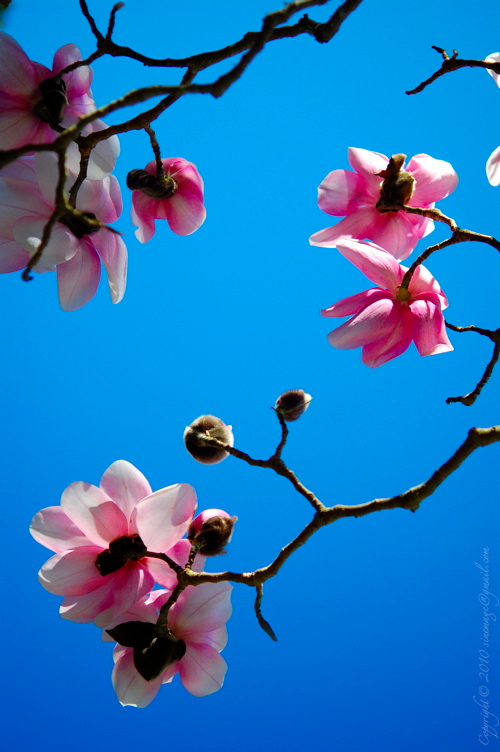 Sinemage Magnolia bloom closeup