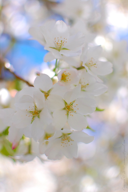 Sinemage Spring White bloom