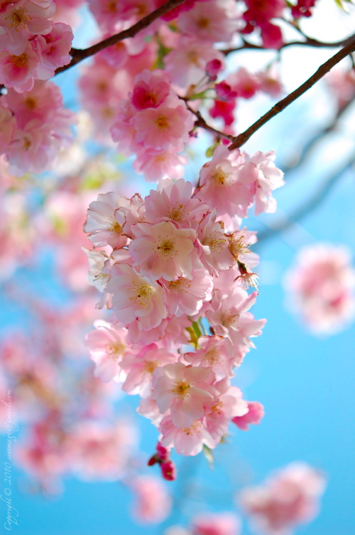 Sinemage Spring pink blossom