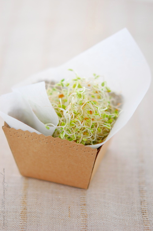 Sinemage red clover sprouts in basket