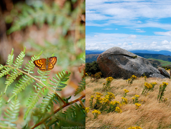 Sinemage Butterfly & rock diptych
