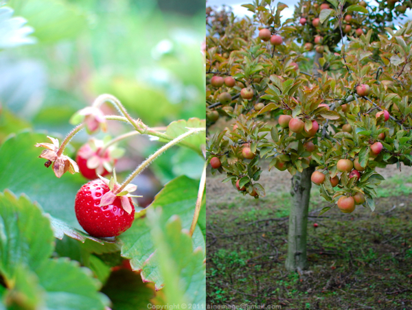 Sinemage Stawberry and apple tree