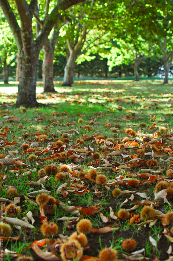 Sinemage Chestnuts On The Ground