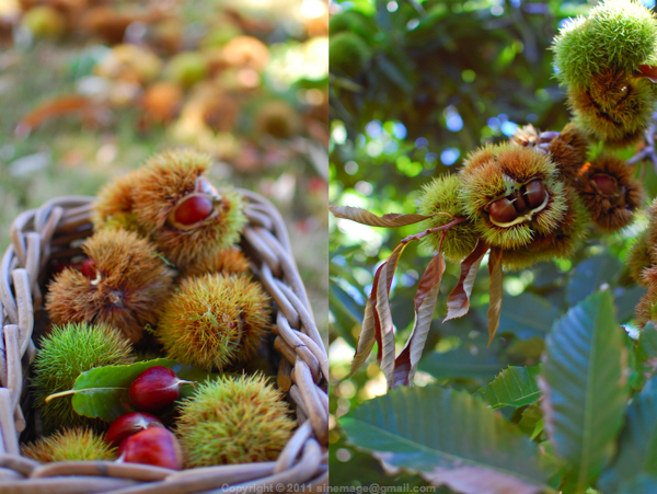 Sinemage Basket of Chestnuts and chestnuts on tree