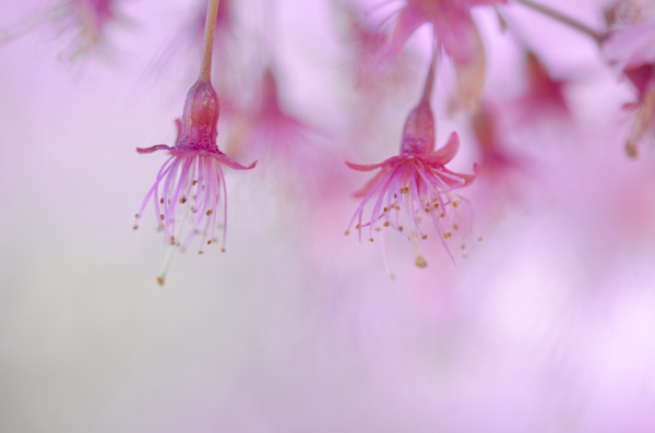 © 2011 Viviane Perenyi Pink Cherry Blossom 2