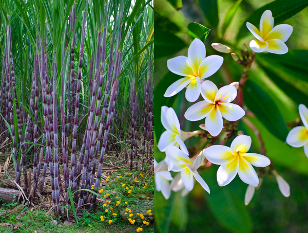© 2012 Viviane Perenyi Cane Field & Frangipani Flower Reunion Island