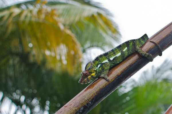 © 2012 Viviane Perenyi Panther Chameleon Endormi Reunion Island