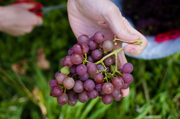 © 2012 Viviane Perenyi Picking Grapes Wairarapa NZ