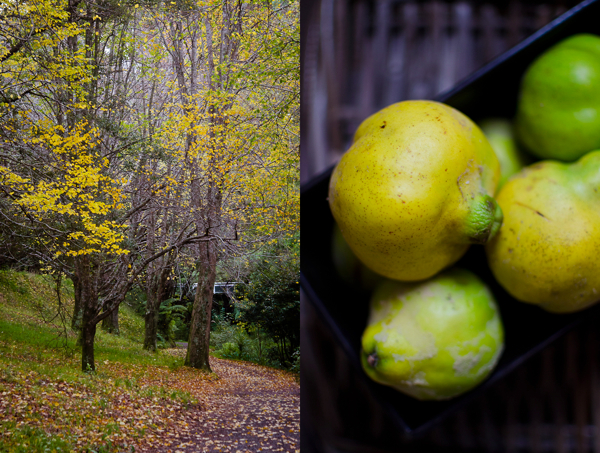 © 2012 Viviane Perenyi Quince and Autumnal Foliage