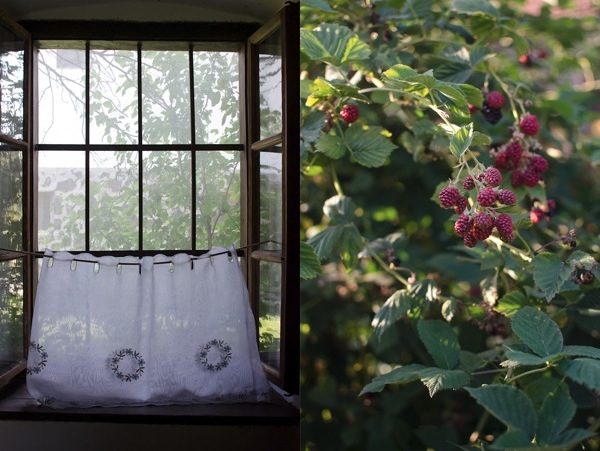 © 2012 Viviane Perenyi - Őrség Hungary Window & Wild Blackberries