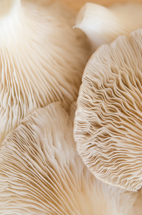 Mushroom Close Up | At Down Under | Viviane Perenyi