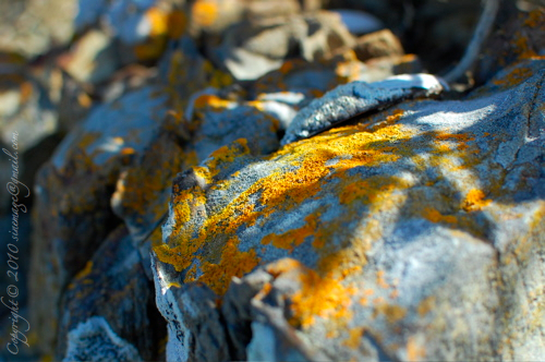 yellow moss on rock