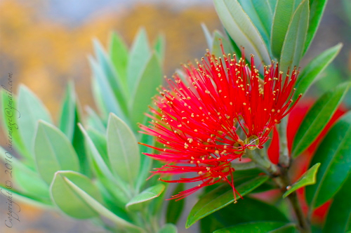 New Zealand flower Pohutukawa