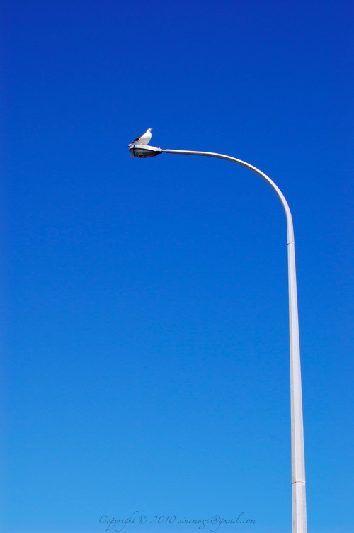 seagul on street light
