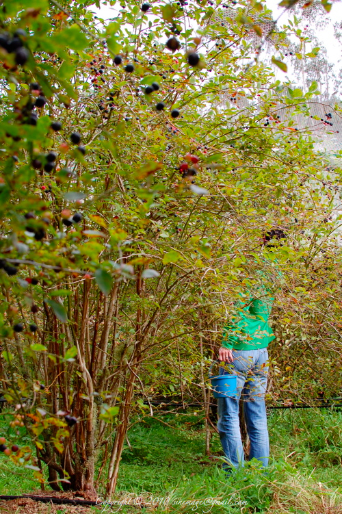 Sinemage Blueberry picking