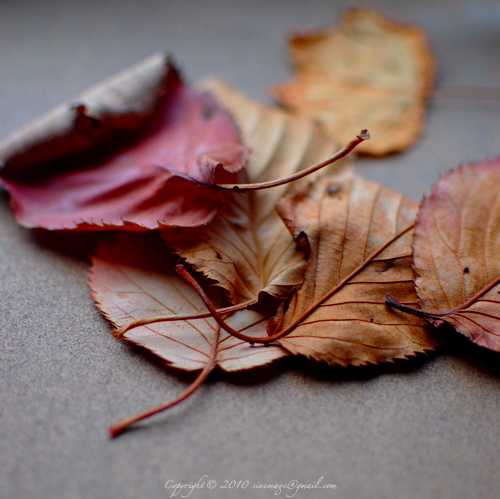 Sinemage Dry Leaves