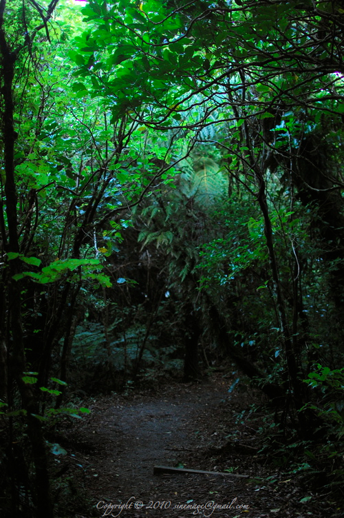 Sinemage Green Path Forest