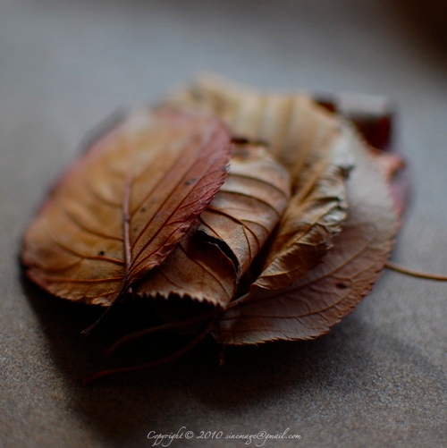Sinemage dry leaves