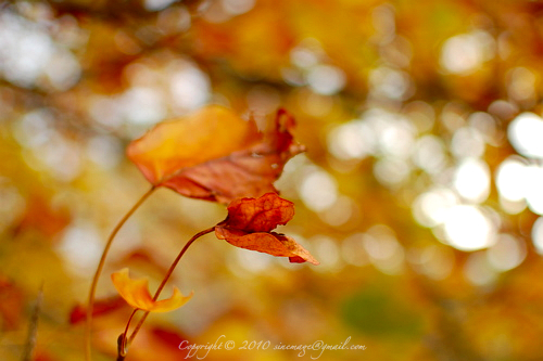 Sinemage Fall Leaves