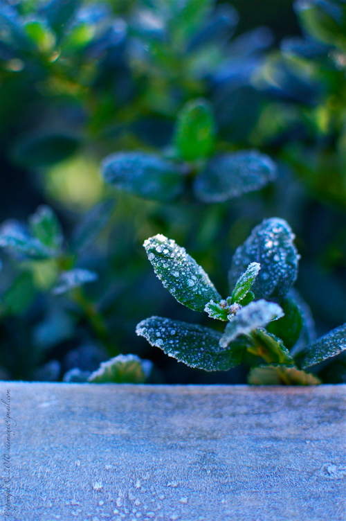 Sinemage shrub and morning frost