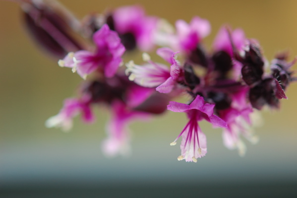 Sinemage Purple Basil Bloom