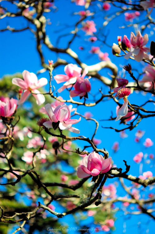 Sinemage Magnolia bloom