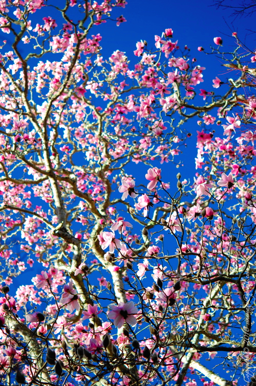 Sinemage Magnolia bloom