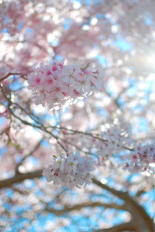 Sinemage Spring Blossom
