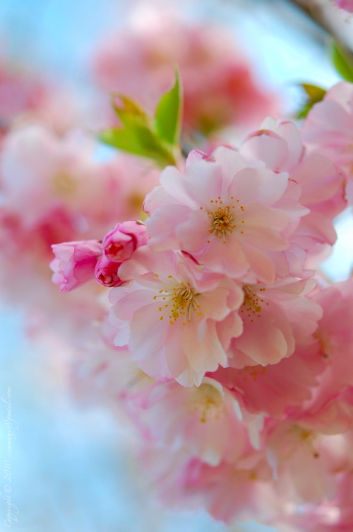 Sinemage Spring Pink Bloom