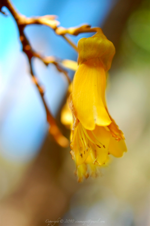 Sinemage Kowhai Closeup New Zealand