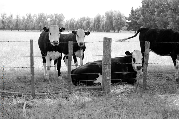 Sinemage calf black and white