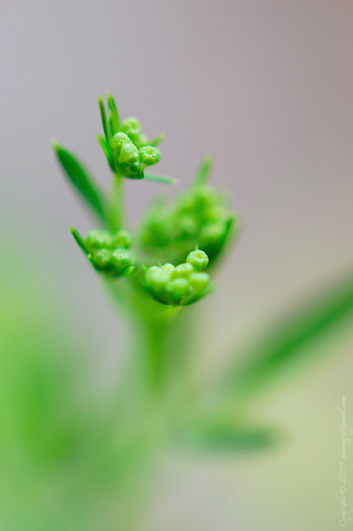 Sinemage Parsley Buds 2