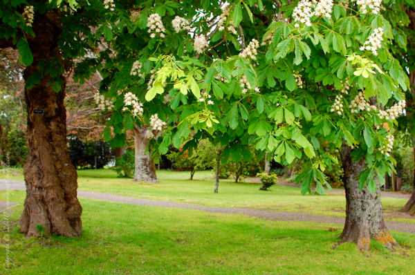 Sinemage Wairarapa Greytown Park