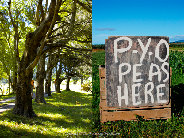 Sinemage Pick your Own Peas and Tree alignment