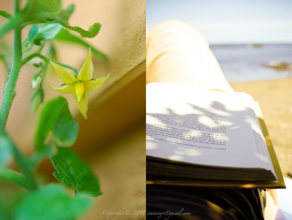 Sinemage Tomato flower & Book on the beach