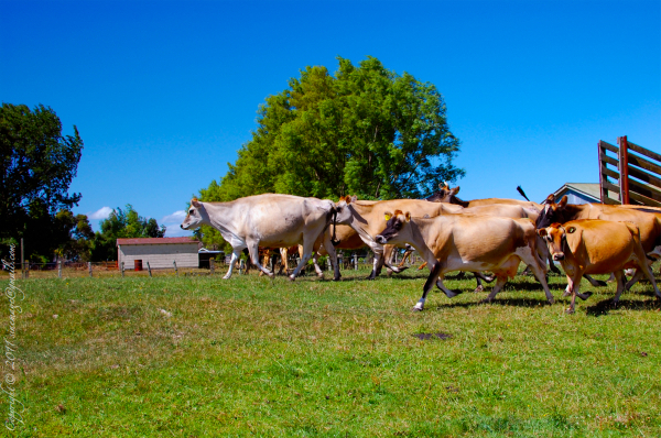 Sinemage cows herd