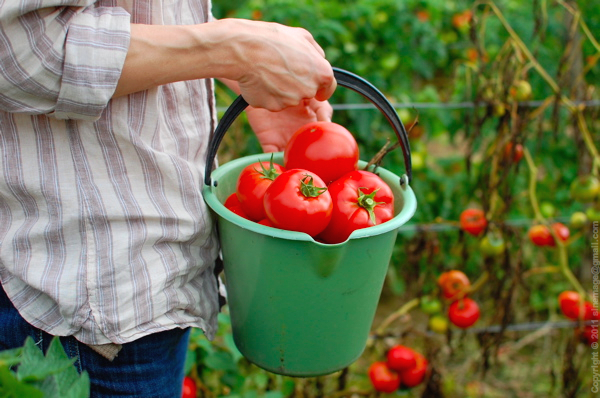 Sinemage Tomatoes Bucket