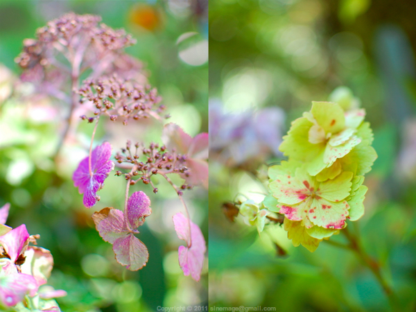 Sinemage Hydrangeas Diptych2