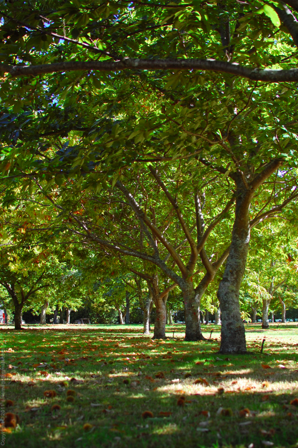 Sinemage Chestnut Trees