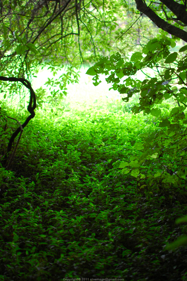 Sinemage Leafy Bush New Zealand