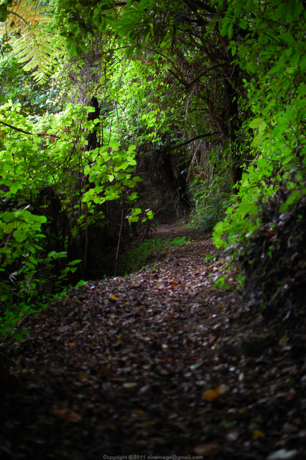 Sinemage Light through Bush New Zealand