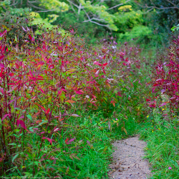 Sinemage Red leaves Bush and path