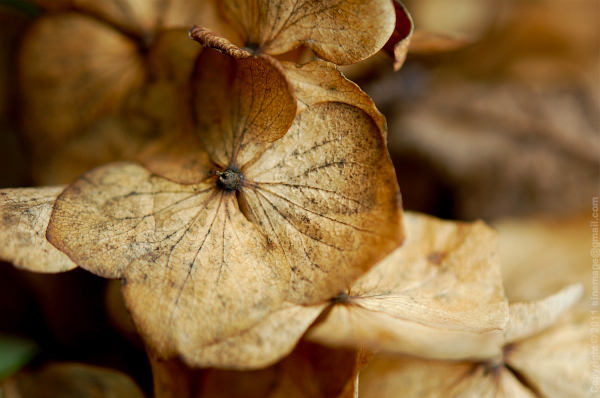 Sinemage Dry Hydrangea flower closeup