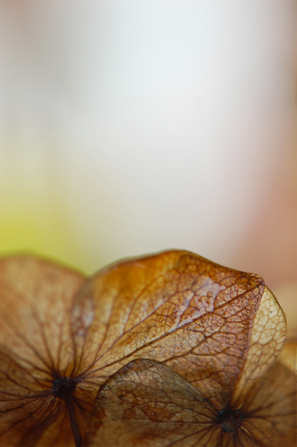 Sinemage Hydrangea faded flower detail closeup
