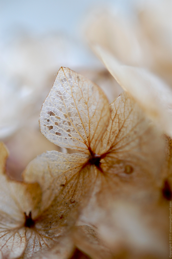 Sinemage Hydrangea faded flower closeup