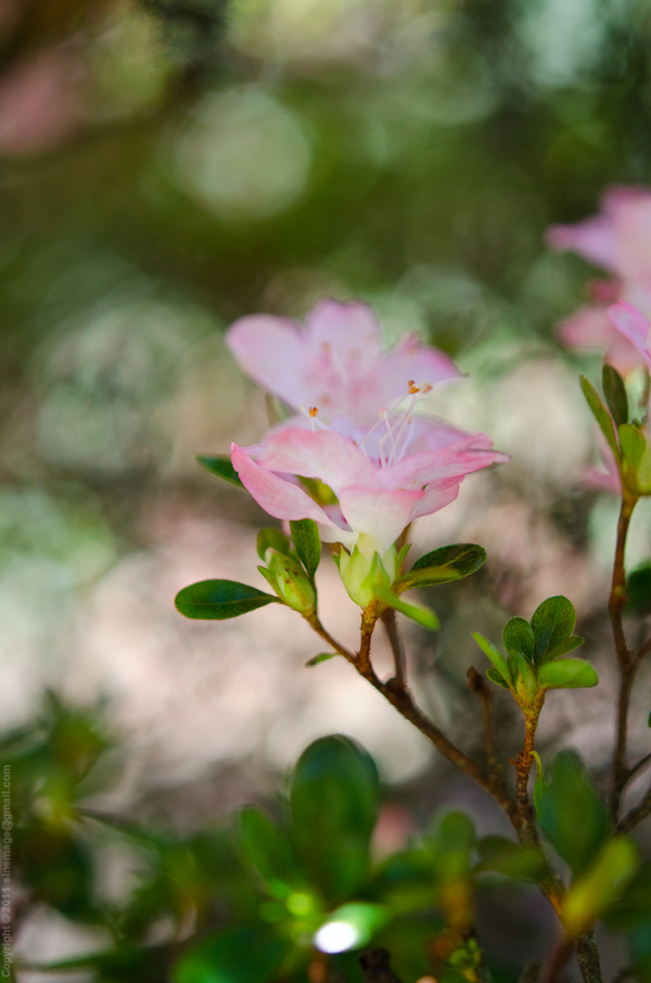 © 2011 Sinemage Pink Flower