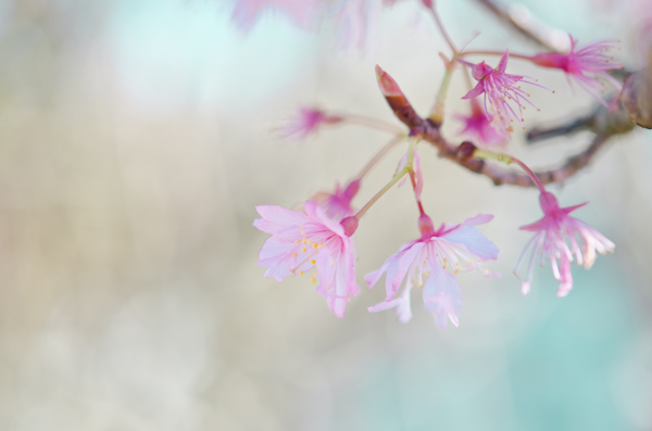 © 2011 Viviane Perenyi Pink Cherry Blossom