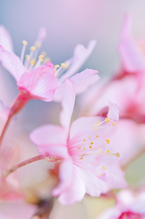 © 2011 Viviane Perenyi Pink Cherry Blossom 3